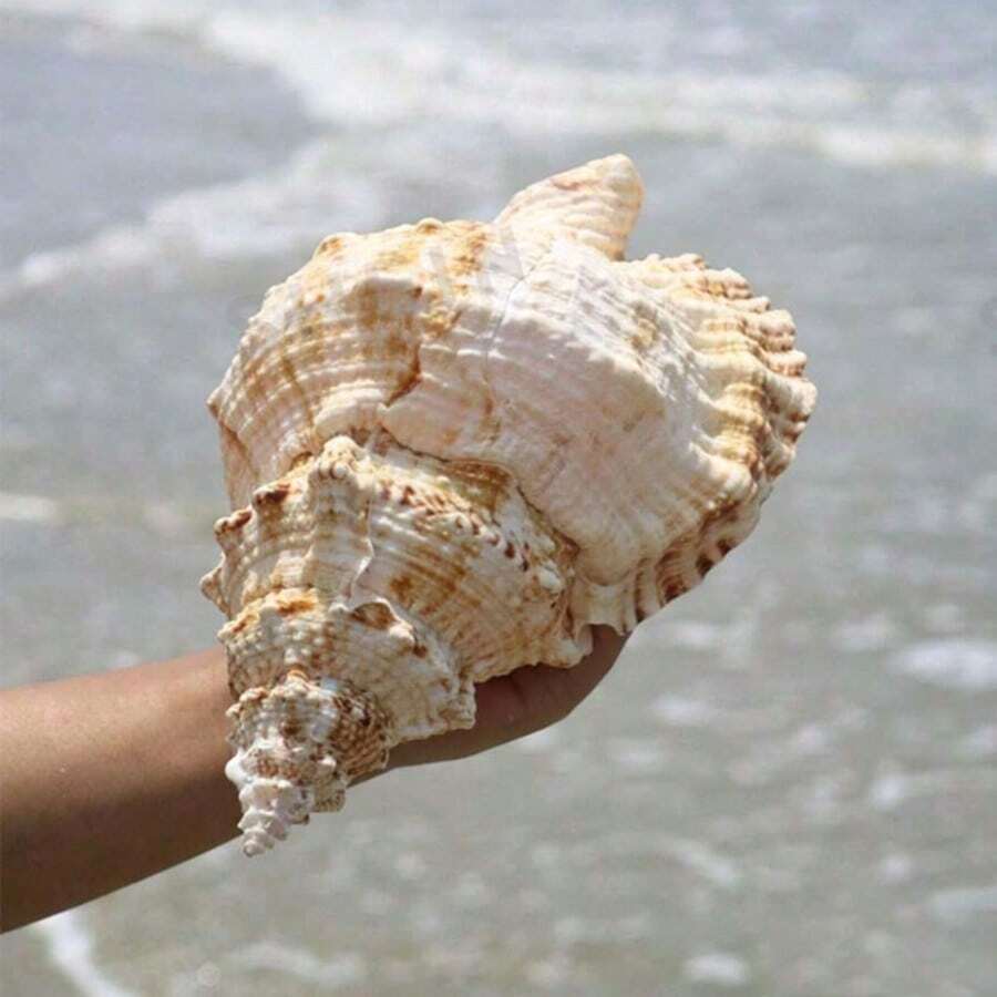 Large Conch Shell, Gold Conch, Large Frog Conch, Stone Number Conch, White Coral, Starfish Decor (Can Be Blown) Fish Tank Landscape Home Decor Ornament, Aquarium Decoration, Living Room Decor Ornament - Multicolor - View 1