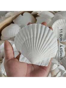 5pcs Natural Large Seashells, Sizes 4-5 Inches (10-12 Cm) And 2-3 Inches (5-8 Cm), Suitable For Crafts, DIY Painting, Baking And Beach Wedding Decor - Bulk Large White Shells, Great For Ocean Themed Parties And Home Decor. - 5pcs - View 7