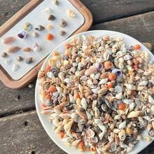 60G/120G Assorted Colorful Shells, Random Mini Seashells, Suitable For Handmade DIY, Hand-Painted Resin Art, Aquarium Fish Tank Decor And Summer Beach Themed Home Decoration - Happy Aquarium - View 7