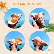 Large Conch Shell, Golden Conch, Big Frog Conch, Stone Conch, White Coral, Starfish Decoration (Can Be Blown) Fish Tank Landscape Home Decor Aquarium Ornament Living Room Decoration 3.94-4.72 Inches - Multicolor - View 10