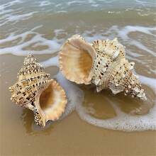 大型天然海螺殼，金色海螺、大青蛙螺、石螺、白色珊瑚、海星裝飾（可吹奏），魚缸景觀、居家裝飾、水族館裝飾、客廳裝飾－巨型天然海螺殼，3.94-4.72 英吋青蛙螺，大型貝殼適用於花瓶填充、空氣植物、居家裝飾、婚禮裝飾與海灘主題派對 - 1PC - 查看 7