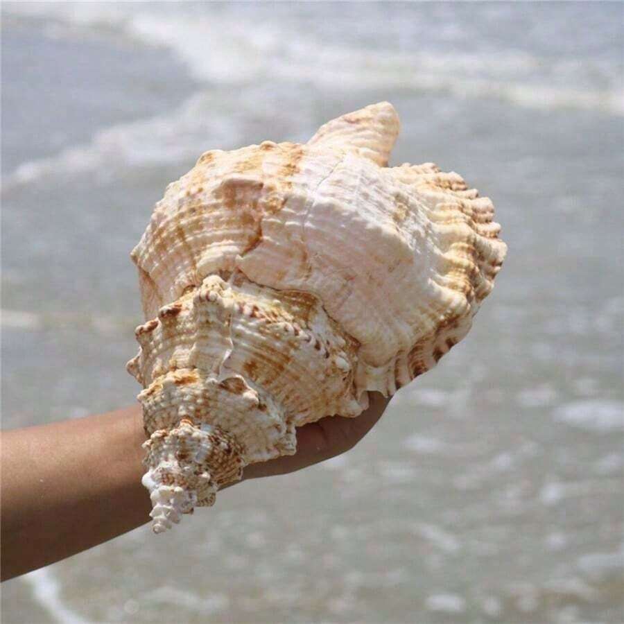 大型天然海螺殼,金色海螺、大青蛙螺、石螺、白色珊瑚、海星裝飾(可吹奏),魚缸景觀、居家裝飾、水族館裝飾、客廳裝飾-巨型天然海螺殼,3.94-4.72 英吋青蛙螺,大型貝殼適用於花瓶填充、空氣植物、居家裝飾、婚禮裝飾與海灘主題派對 - 1PC - 查看 1