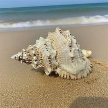 大型天然海螺殼，金色海螺、大青蛙螺、石螺、白色珊瑚、海星裝飾（可吹奏），魚缸景觀、居家裝飾、水族館裝飾、客廳裝飾－巨型天然海螺殼，3.94-4.72 英吋青蛙螺，大型貝殼適用於花瓶填充、空氣植物、居家裝飾、婚禮裝飾與海灘主題派對 - 1PC - 查看 11
