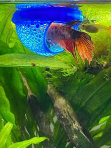Floating Fish House, Suitable For Betta, Guppy And Goldfish - Mini Fish Tank, Arched Entrance, Space-Saving, Suitable For Small Aquariums, Fish Tanks And Ponds - Easy To Clean, No Electricity Required, Provides Shelter For Fish In Aquarium/Pond Ecosystem - Happy Aquarium - View 5