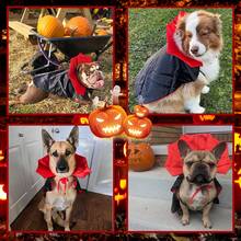 Dog Halloween Costume, Dog Vampire Demon Cape Cloak Set, Suitable For Small, Medium, Large Dogs, Cosplay And Daily Wear (Large Size) - View 7
