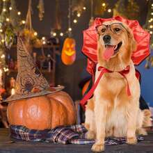 Dog Halloween Costume, Dog Vampire Demon Cape Cloak Set, Suitable For Small, Medium, Large Dogs, Cosplay And Daily Wear (Large Size) - View 10