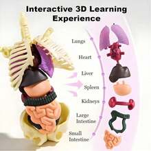 2-teiliges Menschliches Anatomiemodell-Set Mit Abnehmbarem Skelett & Ganzkörpertorso, Herausnehmbaren Organen Zur Demonstration Von Körperstrukturen – Ideal Für Medizinstudenten, Biologieunterricht & Klinische Patientenaufklärung - A - Übersicht 4