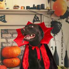 Dog Halloween Costume, Dog Vampire Demon Cape Cloak Set, Suitable For Small, Medium, Large Dogs, Cosplay And Daily Wear (Large Size) - View 3