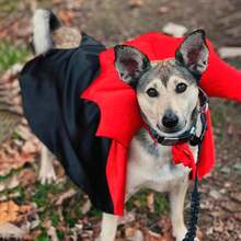 Dog Halloween Costume, Dog Vampire Demon Cape Cloak Set, Suitable For Small, Medium, Large Dogs, Cosplay And Daily Wear (Large Size) - View 11