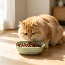 1pc Colorful Plastic Cat Bowl - Wide Mouth Design Helps Prevent Cat Chin Acne And Keeps Feeding Area Clean; Suitable For Dry Food, Wet Food And Water; Easy To Clean, Pet Feeding Supplies - 300ml - View 5