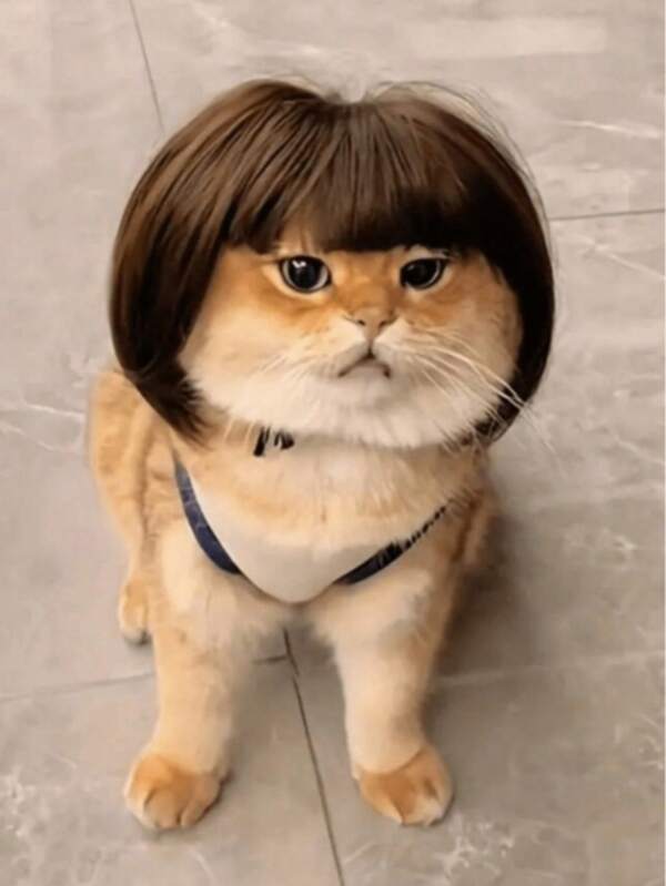 1pc Pet Cat Dog Wig, Pet Supplies, Halloween Pet Accessories, Curly/Straight Cat Wig