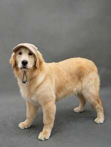 Customizable Dog Hat With Ear Holes, Personalized All-Season Dog Sun Hat, Suitable For Small, Medium And Large Dogs, Five-Point Star Pattern Baseball Cap, Pet Owner Baseball Cap, Cat And Dog Ear-Exposed Hat - Multicolor - View 6