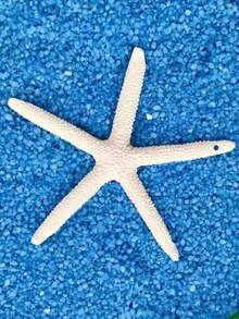 6pcs Large Shell & Starfish Mediterranean Style Home Decor Wall Sticker Series Accessories, Desktop Decoration, Ocean Decor Wall Series, Home Ornament, Resin Starfish, Mediterranean Style Fish Tank Decoration Ornament - Multiple Styles - View 3