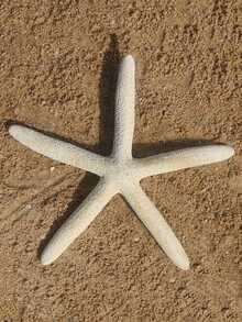 6pcs Large Shell & Starfish Mediterranean Style Home Decor Wall Sticker Series Accessories, Desktop Decoration, Ocean Decor Wall Series, Home Ornament, Resin Starfish, Mediterranean Style Fish Tank Decoration Ornament - Multiple Styles - View 7