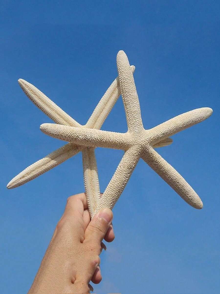 6pcs Large Shell & Starfish Mediterranean Style Home Decor Wall Sticker Series Accessories, Desktop Decoration, Ocean Decor Wall Series, Home Ornament, Resin Starfish, Mediterranean Style Fish Tank Decoration Ornament - Multiple Styles - View 1