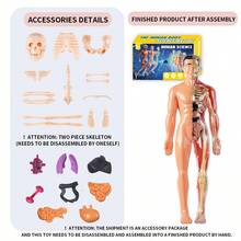 3D Human Skeleton & Organ Anatomy Model, Detachable & Assembled, Medical Science Educational Toy For Children - Multicolor - View 12
