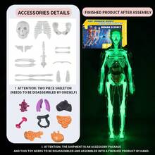 3D Human Skeleton & Organ Anatomy Model, Detachable & Assembled, Medical Science Educational Toy For Children - Multicolor - View 10