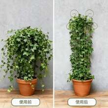 Indoor Plant Support Plastic Garden Stake, Small Climbing Leaf-Shaped Support, Double-Layer Stackable Flower Stand, Suitable For Pothos, Monstera, Monstera Deliciosa And Other Plants, Can Support Ivy, Monstera And Other Plants - Butterfly - View 8