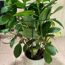 6件組半圓形金屬植物支撐樁，適用於戶外植物、番茄與玫瑰支撐環，大尺寸植物固定夾，可彎曲支撐樁，藤蔓支撐，園藝結構，半圓形設計，堅固植物固定夾 - A - 查看 4