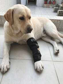 1pc Dog Post-Surgery Recovery Knee Brace, Black Leg Recovery Bandage, Joint Protector, Post-Surgery Protective Product, Used To Support Dog Joints, Relieve Pain, Assist Wound Healing And Improve Joint Instability, Pet Supplies - Multicolor - View 3