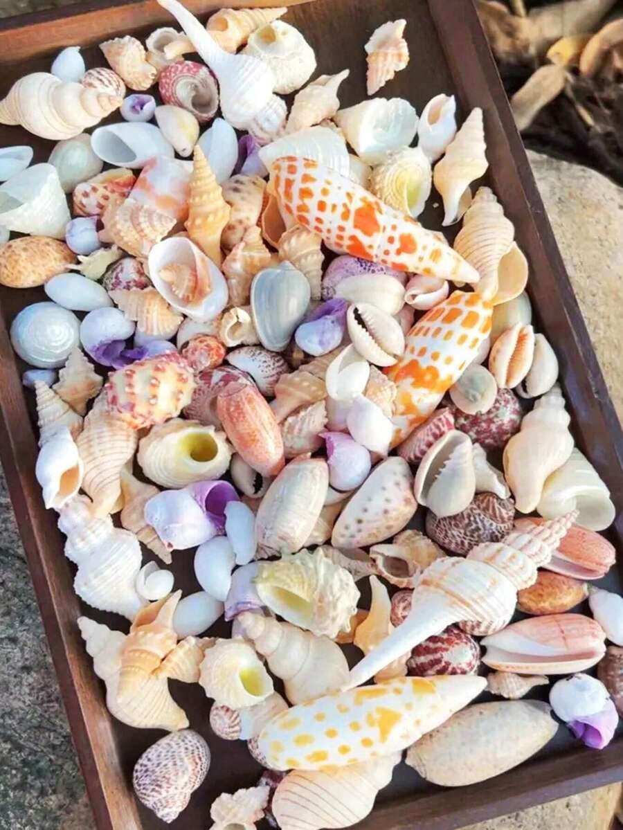 1000g/500g 天然貝殼與海星裝飾,混合天然貝殼、海星與扇貝,多種尺寸,海灘主題派對、DIY手工、水族箱裝飾、家居裝飾、婚禮裝飾(小)婚禮裝飾,隨機尺寸 - 多款式 - 查看 1