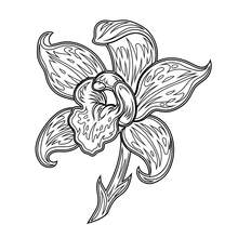 GDTME Plants & Animals Adult Coloring Book: Vintage Pen Sketch Birds, Poppy Flowers & Ginkgo Leaves Wildlife Illustrations, Detailed Monochrome Nature Line Art, Suitable For Adult Stress Relief & Mindfulness Coloring - HY-563 Plants and Animals 1 - View 2