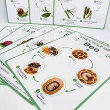 8張A4昆蟲與兩棲動物生命週期教育海報｜兒童自然動物成長階段牆面圖表｜蝴蝶、青蛙、蜜蜂、瓢蟲生命週期在家學習科學教室學習圖表 - 彩色 - 查看 9