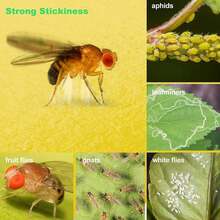 LFSYS  Sticky Traps For Gnat, Yellow Sticky Fruit Fly Traps For Indoors Plants, Indoor For Gnat, Fruit Fly, White Fly, Aphid, Leaf Miner - A - View 2