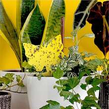 LFSYS  Sticky Traps For Gnat, Yellow Sticky Fruit Fly Traps For Indoors Plants, Indoor For Gnat, Fruit Fly, White Fly, Aphid, Leaf Miner - A - View 4