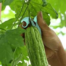Thumb Cutter Gardening Tools Pruning Shears Garden Picking Plant Vegetables Separator Finger Tool Multifunction Picking Tool - A-Green - View 8