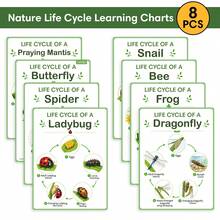 Lachilly 8pcs Insect & Amphibians Life Cycle Bulletin Board Charts Butterfly Frog Ladybug Cognitive Science Education Posters For Kids Preschool Kindergarten Learning Charts - Multicolor - View 5