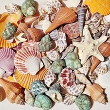 1000g/500g 天然貝殼與海星裝飾，混合天然貝殼、海星與扇貝，多種尺寸，海灘主題派對、DIY手工、水族箱裝飾、家居裝飾、婚禮裝飾（小）婚禮裝飾，隨機尺寸 - 多款式 - 查看 7