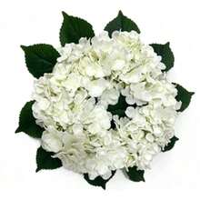 1pc Artificial Flower, Pompon Wreath Door Hanging, Suitable For Holiday Gift Decoration - White - View 2