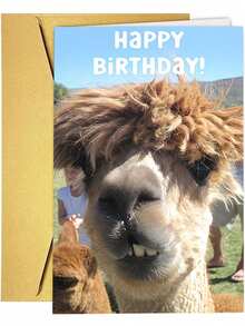 1Pc Fun Alpaca, Fun Birthday Cards With Envelopes, Suitable For Families, Friends, Men And Women, Small Business Supplies, Unusual Items, Thank-You Cards, Birthday Decorations, Humorous Birthday Cards - View 8