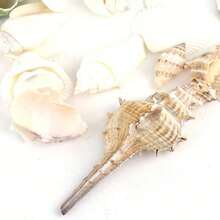Aquarium Beach Treasure Mix - Shells & Sea Shells - Activate Fish Tank And Glass Tank - A - View 2