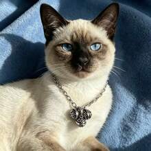 1pc Cute Hollow Bell Pet Collar, Adjustable Shiny Silver Oval Chain Collar, Vintage Cat Accessory, Fashionable Kitten Necklace, Suitable For Dog Cat Pet Portrait, Daily Walk, Wedding Decoration - Silver - View 24