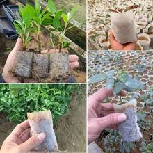 99pcs 3.15 X 3.94 Inch Breathable Nursery Bags, Bottom Opening For Easy Transplanting Into Nursery Pots, Durable Planting Bags. - 99 Items - View 2