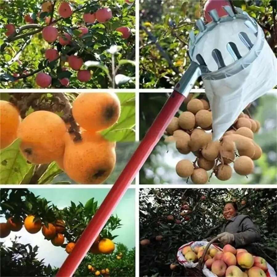 Fruit Pickers - A - View 1
