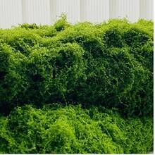 100cm X 100cm Artificial Moss Carpet, Aquarium Landscape Bionic Lawn, Simulated Moss Micro Landscape Layout Lawn, Potted Plant Pavement Moss Mat, Moss Decoration, Simulated Moss DIY Lawn, Suitable For Garden Decoration, Outdoor Decoration, Events, Parties, Holiday Celebrations, Wedding Decoration And Indoor Decoration - Dark Green 1m*1m/39.37inch*39.37inch - View 6
