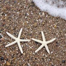 1 pieza Decoración de pared con forma de concha al estilo mediterráneo y estrella de mar con forma de bollo, mejor regalo - Blanco - Ver 7