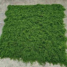 100cm X 100cm Artificial Moss Carpet, Aquarium Landscape Bionic Lawn, Simulated Moss Micro Landscape Layout Lawn, Potted Plant Pavement Moss Mat, Moss Decoration, Simulated Moss DIY Lawn, Suitable For Garden Decoration, Outdoor Decoration, Events, Parties, Holiday Celebrations, Wedding Decoration And Indoor Decoration - Dark Green 1m*1m/39.37inch*39.37inch - View 3