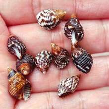50g/100g Per Bag, Sesame Snail, Wheat, Small Seashell, Shell, Handmade Stickers, For Decorating Landscape Drift Bottles - Set - View 6