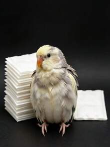 100pcs Disposable Bird Diapers With Pads, Parrot Poop Liners, Bird Flight Suit + Pads, Parrot Outfit, Absorbent Bird Cage Liners, Quick Clean Waste Absorption Pads, Suitable For Parrots And Small Birds, Daily Use Bird Cleaning And Grooming Supplies - View 1