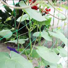 Ultra Thick Reinforced Edge Climbing Net, Easy To Install, Suitable For Beans, Cucumbers, Roses, Gourds, Grapes And Other Plants Growth, Suitable For Garden And Yard Outdoor Gardening - Plant Climbing Net - View 13