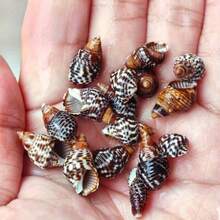 50g/100g Per Bag, Sesame Snail, Wheat, Small Seashell, Shell, Handmade Stickers, For Decorating Landscape Drift Bottles - Set - View 1