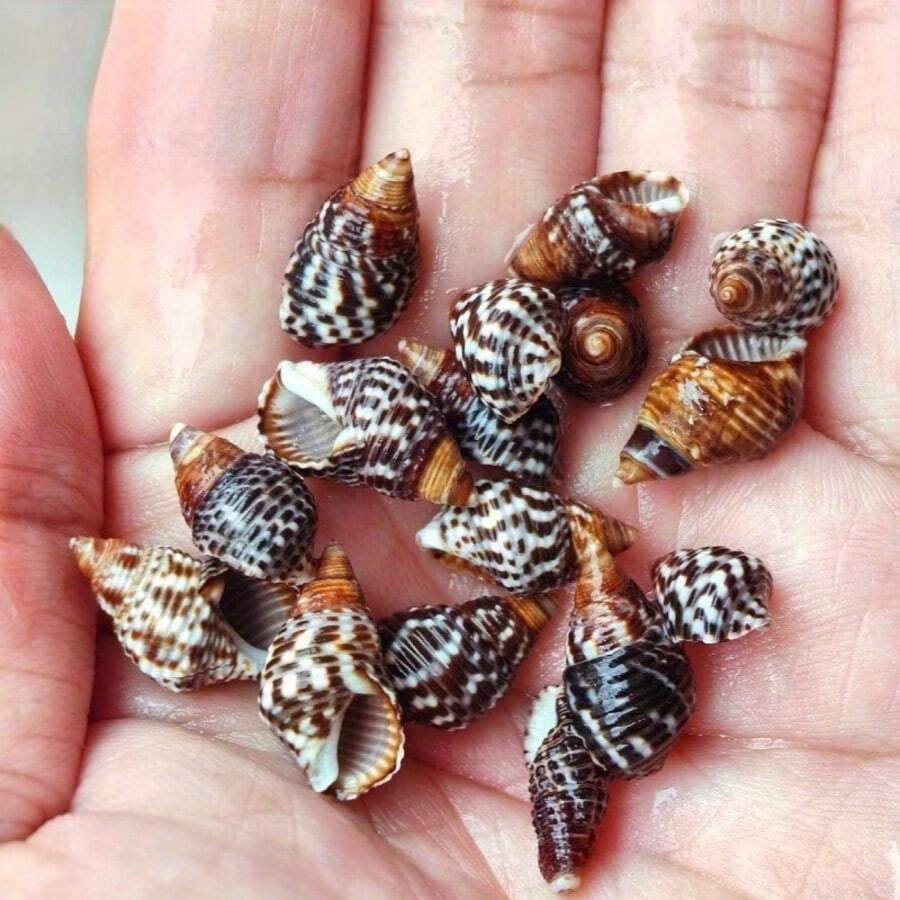 50g/100g Per Bag, Sesame Snail, Wheat, Small Seashell, Shell, Handmade Stickers, For Decorating Landscape Drift Bottles - Set - View 1