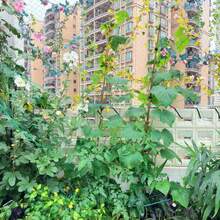 Ultra Thick Reinforced Edge Climbing Net, Easy To Install, Suitable For Beans, Cucumbers, Roses, Gourds, Grapes And Other Plants Growth, Suitable For Garden And Yard Outdoor Gardening - Plant Climbing Net - View 2