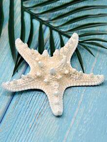 3 Items Conch Shell Five- Praying Mantis Starfish Specimen, Mediterranean Platform Decoration. The Scent Is The Natural Odor Of The Product Itself And Cannot Be Avoided. Please Provide An Objective Review! Thank You - Multicolor - View 4