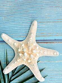 3 Items Conch Shell Five- Praying Mantis Starfish Specimen, Mediterranean Platform Decoration. The Scent Is The Natural Odor Of The Product Itself And Cannot Be Avoided. Please Provide An Objective Review! Thank You - Multicolor - View 6