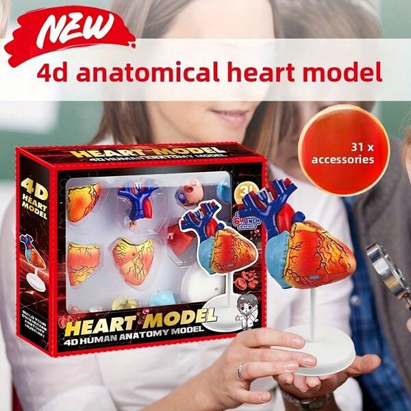 31-Piece Human Heart Anatomy Model, Organ Structure Teaching Aid, Home Decor